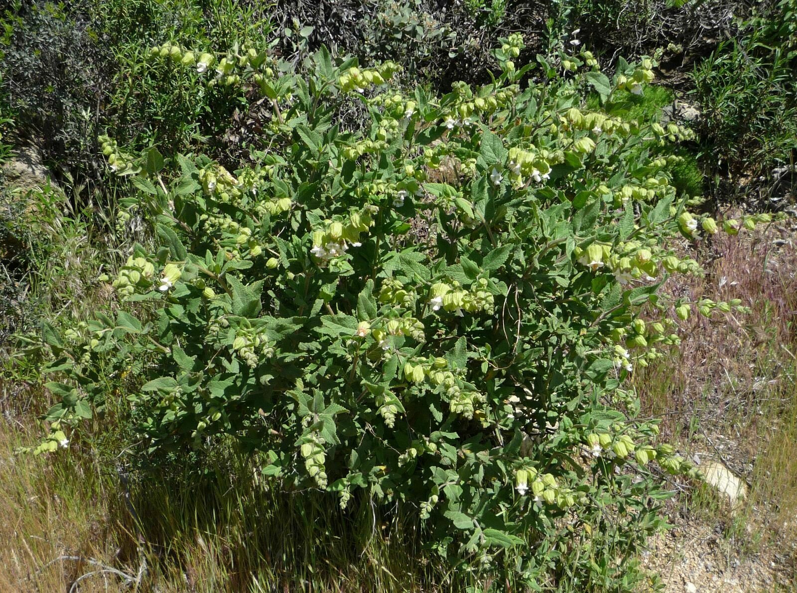 High Resolution Lepechinia calycina Plant